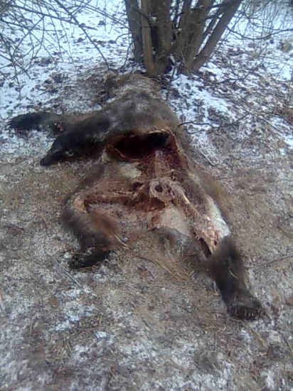 Medvedí kanybalizmus