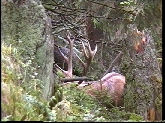 Jeleň v ochrannom lese.