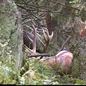 Jeleň v ochrannom lese.