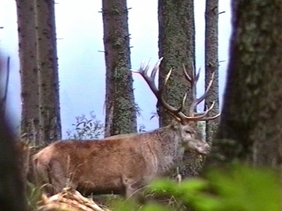 Starigáň - lovný.