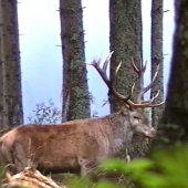 Starigáň - lovný.