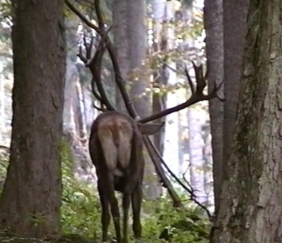 24 torák, Ja som tu Kráľ.