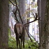 24 torák, Ja som tu Kráľ.