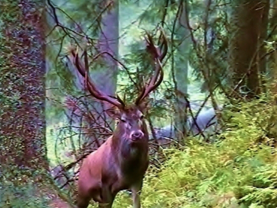 Zoči - voči jeleňovi.