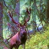 Zoči - voči jeleňovi.