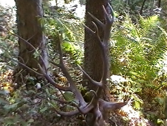 Starý pán 13 rokov.