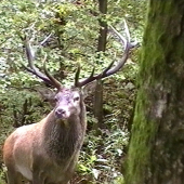 Od stáročného javora.