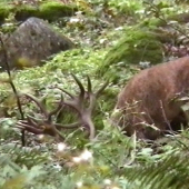 Vysmednutý a z ruje vyčerpaný.