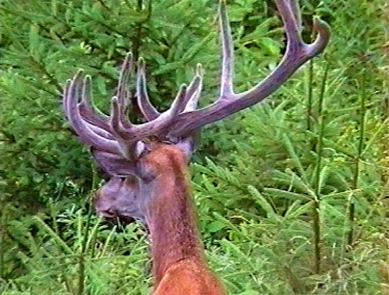 Mladý lykáčik-6 rokov.