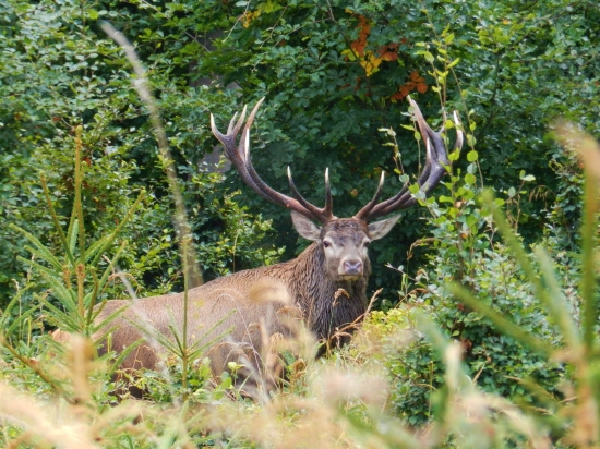 Starý pánko sa nám ukázal.