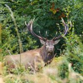 Starý pánko sa nám ukázal.