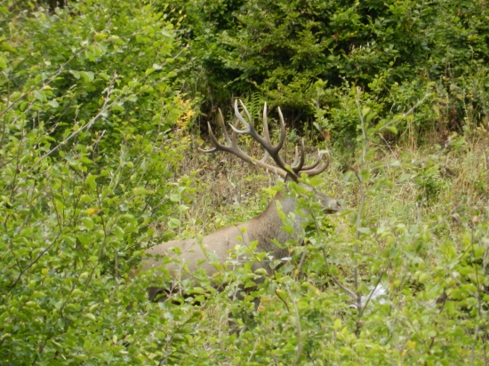 Budúci kráľ - 6,7 rokov.