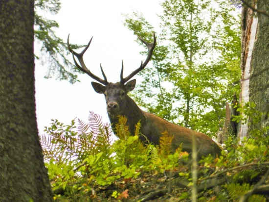 Sediaci zvedavec na hrebienku.