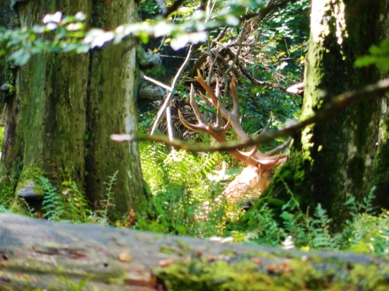 Oddych po ruji medzi veteránmi.