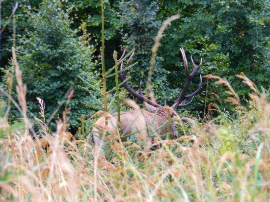 Ruja skončila- kráľ odchádza,teším sa o rok...