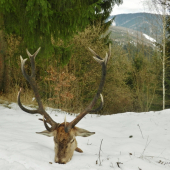 Jožkov predsilvestrovský starší pán.