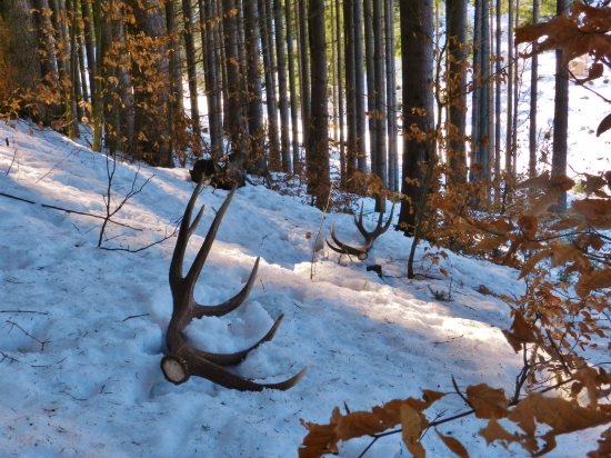 Starý Pánko o 8Kg ľahší.