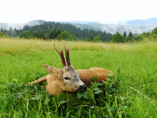 Trojročná známosť.