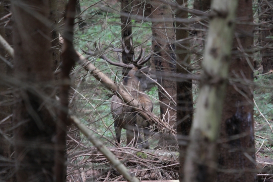 V pavučine smrečín.