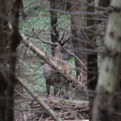 V pavučine smrečín.