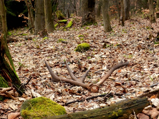 Včerajšia raritka.
