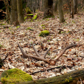 Včerajšia raritka.