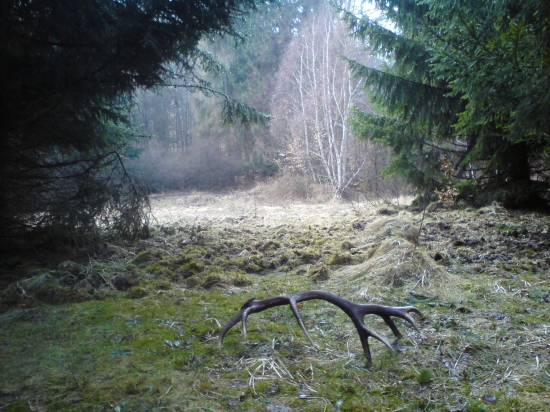 Prečo jeleň nemá len jeden paroh?