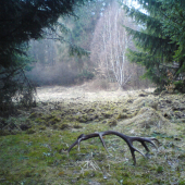 Prečo jeleň nemá len jeden paroh?