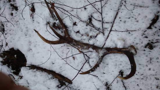 12 tor. 115cm váha 4kg