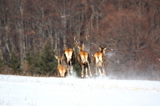 Boli rýchlejší než moja spúšť na foťáku