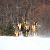 Boli rýchlejší než moja spúšť na foťáku