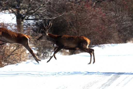 Daj prednosť v jazde!