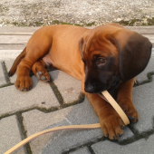 Rony