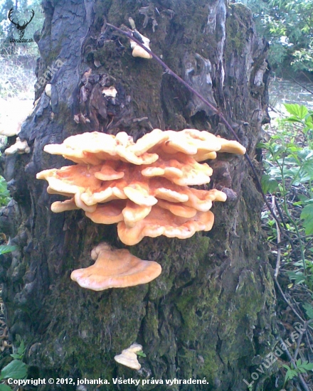 Sirovec obyčajný