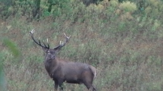 Ruja