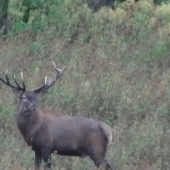 Ruja