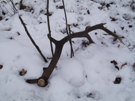 Slanské Vrchy 14 torak