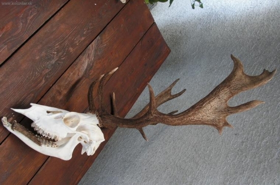 toto mal otcov daniel v papuli