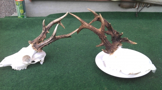 zatial najlepšie trofeje tohto roku v našom PZ