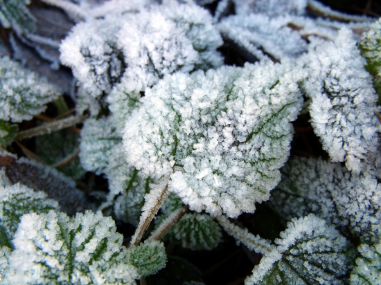 Námraza super makro