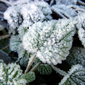 Námraza super makro