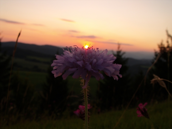 Chce sa ukryt za kvet