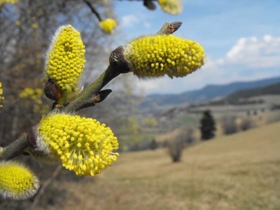 Za chvilku je tu jar