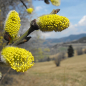 Za chvilku je tu jar