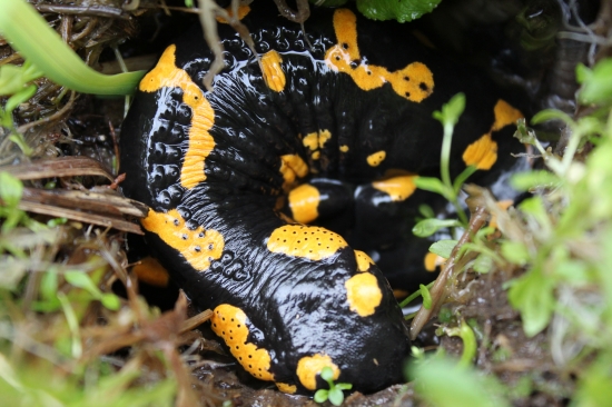 Salamanddra škvrmitá