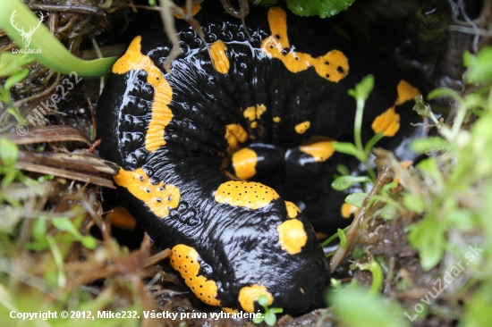 Salamanddra škvrmitá