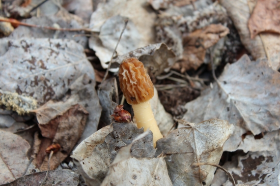 Tak predsa sa aj mne poštastilo :)