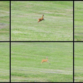 Srna - pardon zatu kvalitu ale moj objektiv nedovidi dobre do dialky