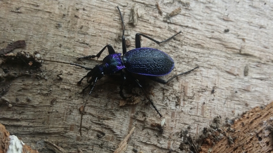 Bystruska vraskava ak sa nemylim