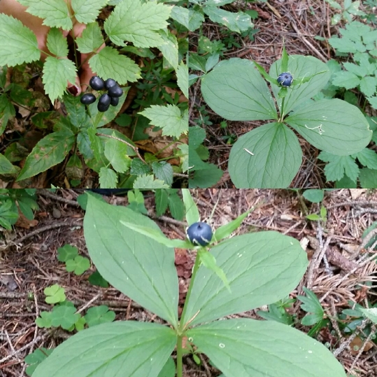 Dnes som nasiel na hubach vie mi niekto povedat co je to??